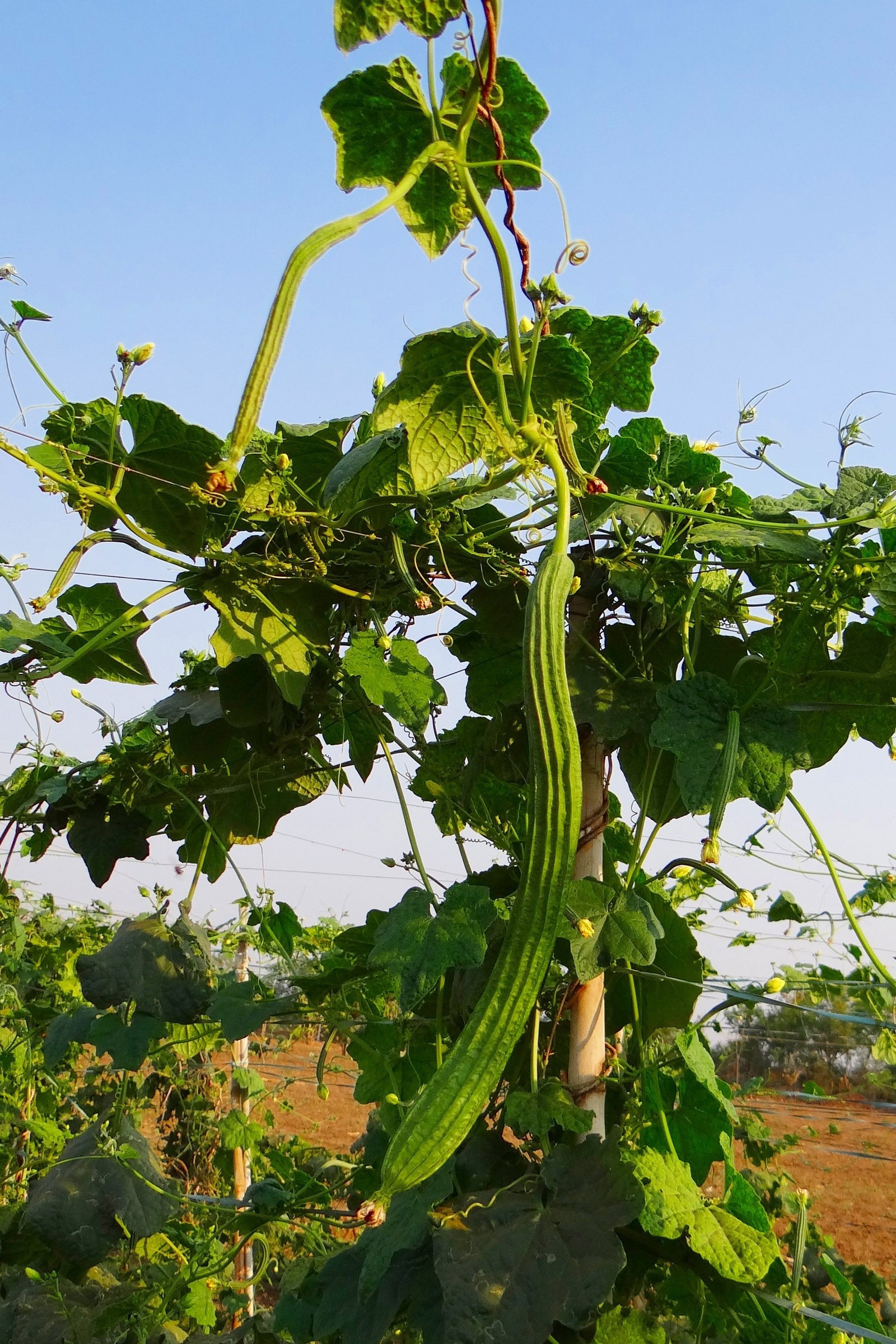 Luffa acutangula