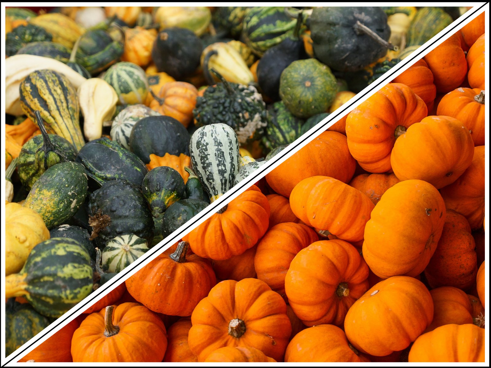 Cucurbita maxima